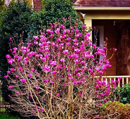 Ann Magnolia - Tulip Tree - Live Plant Shipped 2-3 Feet Tall by DAS Farms - Image 2