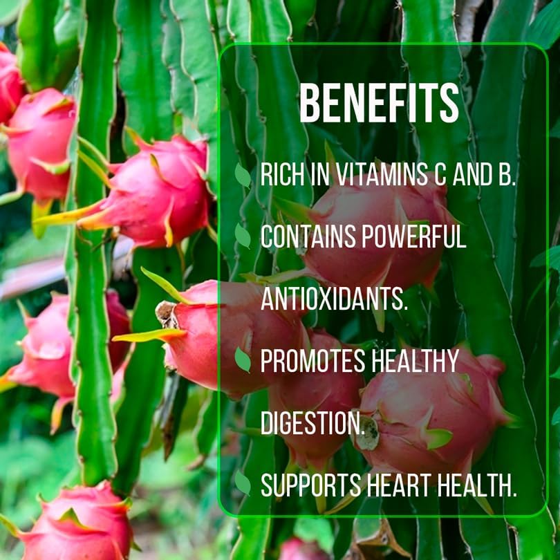 Dragon Fruit Edgar's Baby (4 Pack) | Real Live Fruit Plants for Sale | Rare Exotic Variety | Sweet Edible Fruit | Easy to Grow Live Plants for Organic Gardens. (Edgar's Baby) - Image 6