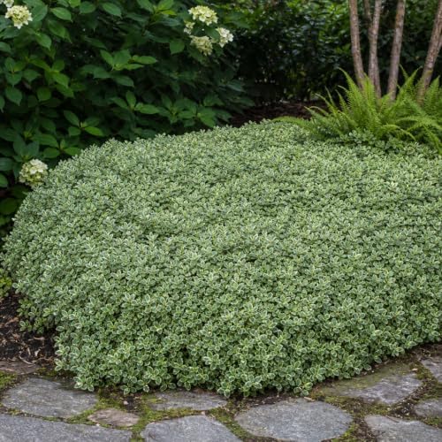 Variegated Asiatic Jasmine | 30 Live Plants | Trachelospermum Asiaticum | Fast Growing Ground Cover, Evergreen Foliage, Low Maintenance Vine, Landscaping Shrub, Drought Tolerant Plant - Image 4