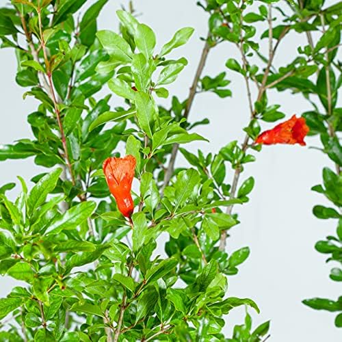 PERFECT PLANTS Wonderful Pomegranate Tree Large Delicious Fruit |, 1 Gal, Heavy Producer, 1 count - Image 5