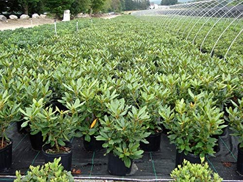 Green Promise Farms Rhododendron CAT. `NOVA ZEMBLA` Evergreen, 3 Size Container, red Flowers - Image 2
