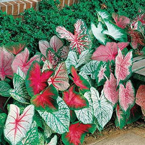 10 Fancy Mix Caladium Bulbs – Colorful Heart Shaped Foliage for Containers by CZGrain