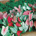 10 Fancy Mix Caladium Bulbs – Colorful Heart Shaped Foliage for Containers by CZGrain