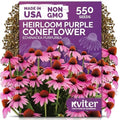 550 Purple Coneflower Heirloom Flower Seeds, Echinacea Purpurea by KVITER