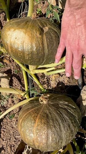 Kurihomare Kabocha F1 Winter Squash Seeds: 15 Count - Image 4