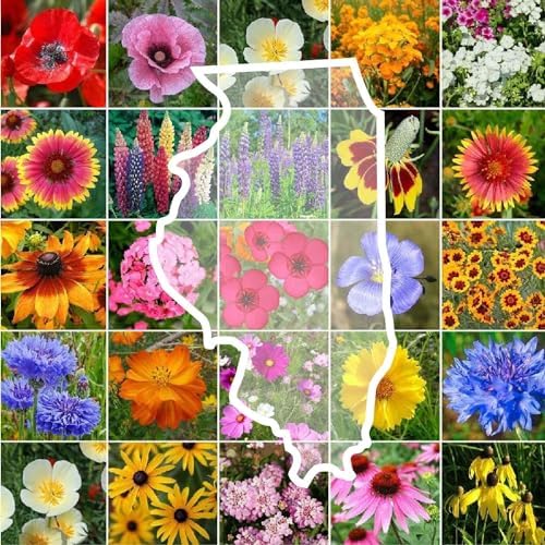 Eden Brothers Illinois Wildflower Mixed Seeds for Planting, 1 lb by EdenBrothers