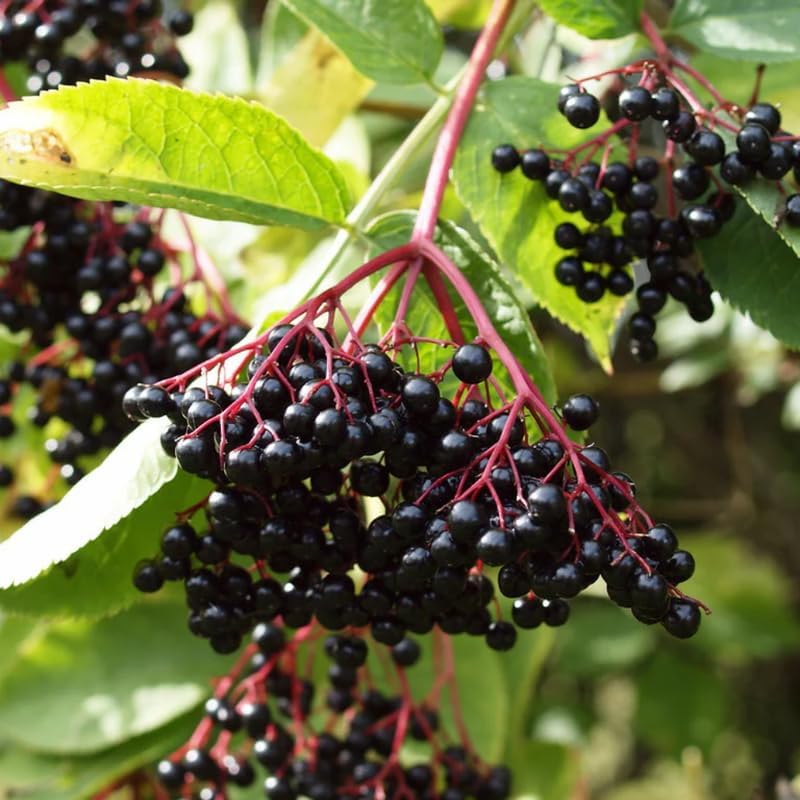 2 Black Elderberry Plants Live, Cold Hardy Berry Bush, 6-12 Inch Tall - Image 6