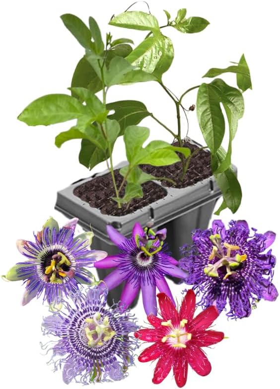 2 Mixed Passion Flower Live Plants, Passiflora Vine to Grow 5-7" Tall by AVERAR