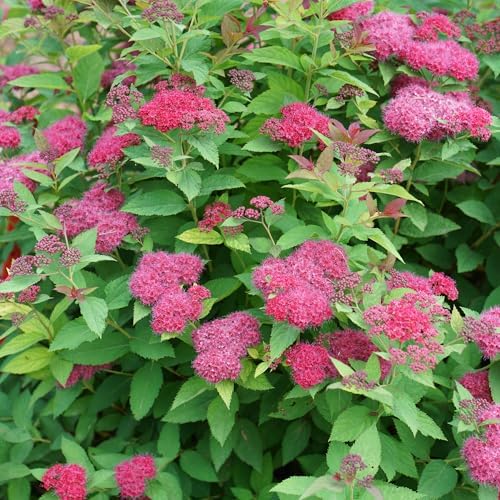 Proven Winners 2 Gal. Double Play Doozie Spirea Shrub - Image 3