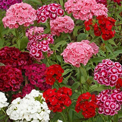 Outsidepride Sweet William Dianthus Seeds - 5000 Pcs. Perennial, Winter Hardy Wildflower Seeds w/Fragrant & Vibrant Blooms, Ideal for Pollinator Gardens, Cut Flowers & Colorful Landscaping (Pack of 2) - Image 6