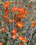 20 Apricot Desert GLOBEMALLOW Mallow Sphaeralcea Ambigua Flower Seeds by Unknown
