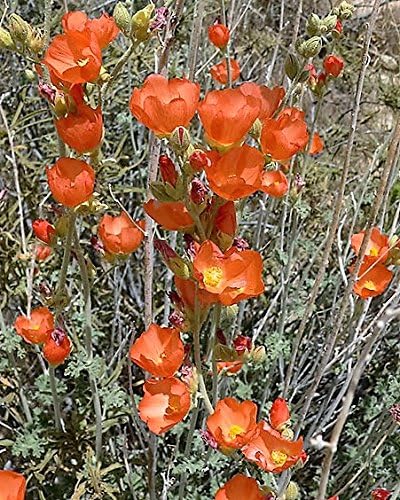 20 Apricot Desert GLOBEMALLOW Mallow Sphaeralcea Ambigua Flower Seeds by Unknown