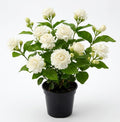 Double Bloom Jasmine Live Plant 4-6 Inch Tall, Fragrant White Flower Plant for Home Garden by Unknown