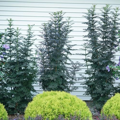 Proven Winners Laced Up Elderberry (Sambucus nigra) Live Plant, 4.5" Qt - Image 5