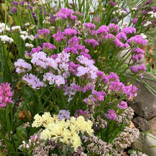 1000+ Mix Statice Pastel Seeds for Planting Outdoors-Annual Limonium Sinuatum Beautiful Flowers Seeds- Non-GMO Heirloom for Home Garden - Image 6