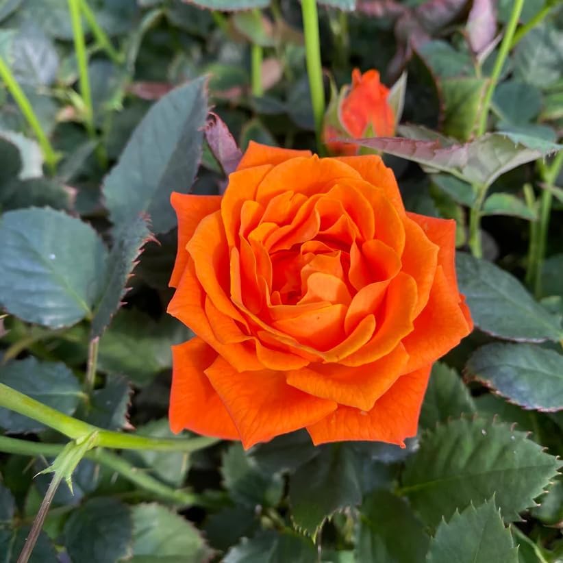 Miniature Roses Live Plants Mini Roses Bush Fragrant Flowers Shrub in Pot (Orange Rose Flowers) - Image 5