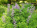 Greenwood Nursery: Live Perennial Plants - Blue False Indigo + Baptisia Australis - [Qty: 1x Pint Pot] - (Click for Other Available Plants/Quantities) by GreenwoodNursery
