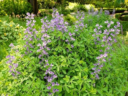 Greenwood Nursery: Live Perennial Plants - Blue False Indigo + Baptisia Australis - [Qty: 2X Pint Pots] - (Click for Other Available Plants/Quantities) by GreenwoodNursery