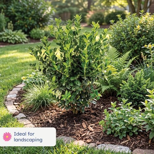 Dwarf Burford Holly, Live Evergreen Shrub, 3 Gallon - Image 3