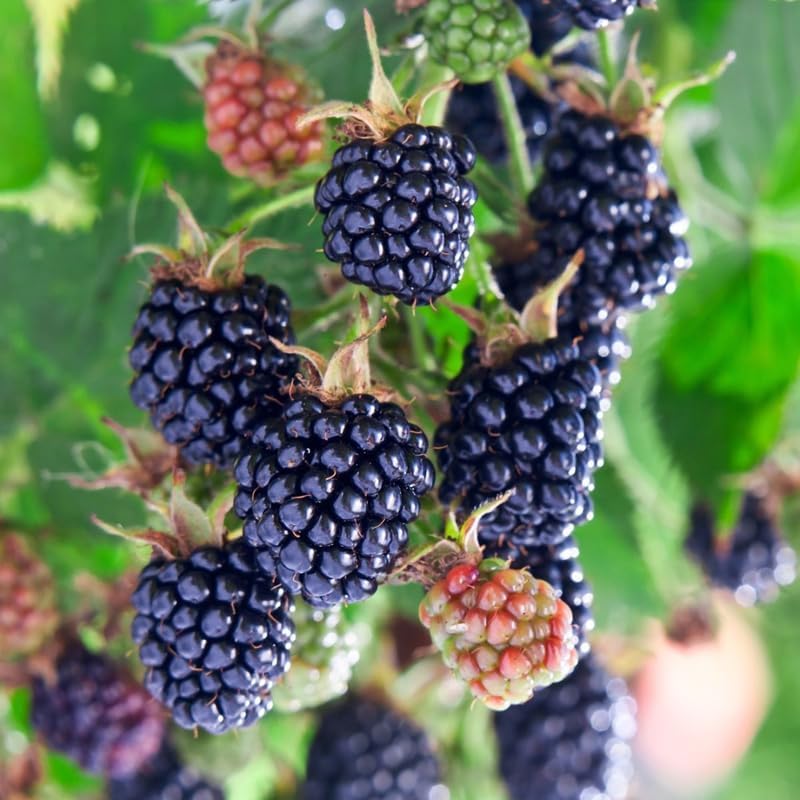 2 Sweet BlackBerry Plants Live for Planting, High Yielding, Sweet Juicy Berries for Your Garden, 4-6" in Tall, Cold Hardy, Dormant in Winter, No Pot - Image 3