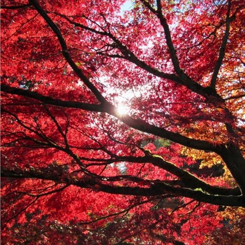 29+ Bonsai Red Maple Tree Seeds for Planting,Dwarf Red Japanese Maple Seeds,Acer Palmatum Shade Tree Seed Shade & Ornamental Trees Fast Growing for Farms & Patio Outdoor Garden - Image 4