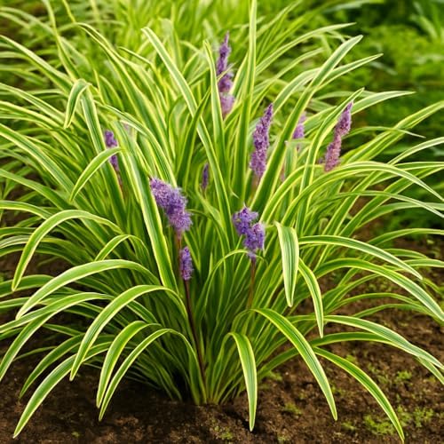 Perennial Farm Liriope M. 'Variegata' (Variegated Lilyturf) – Ornamental Grass in #1 Container, Lilac-Purple Flower Spikes, Variegated Green & Cream Foliage, Shade Tolerant, Great for Borders & Edging - Image 7