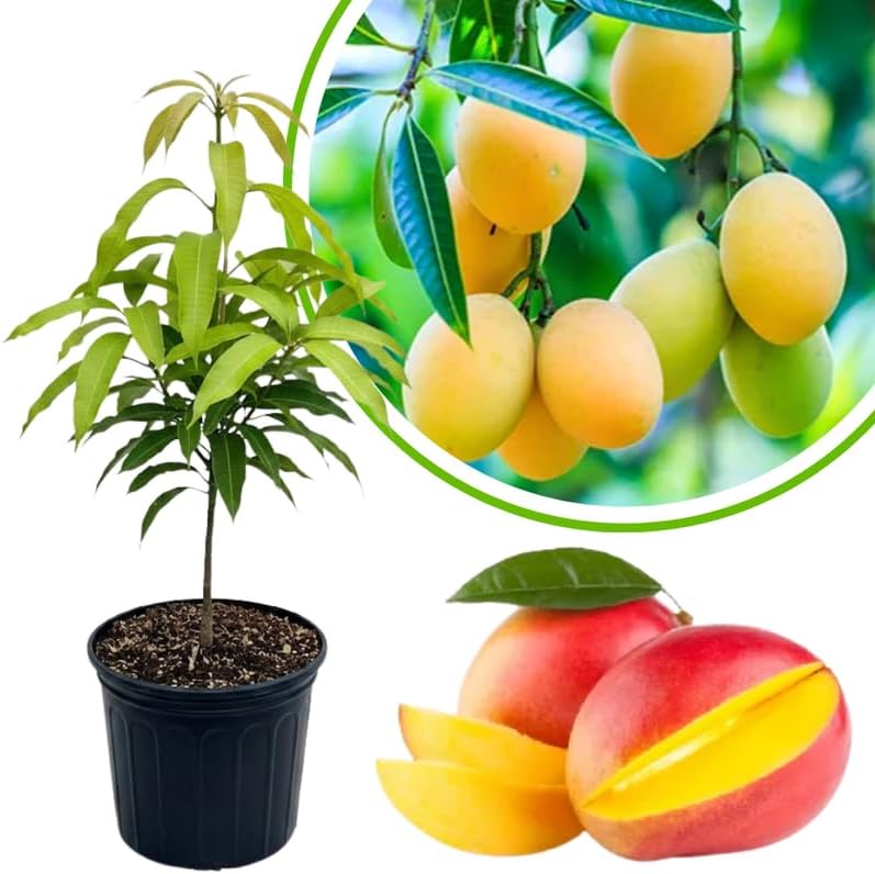 Very Sweet Mango Tree Live Plant, Tropical Fruit, 3 Gallon Pot by Unknown