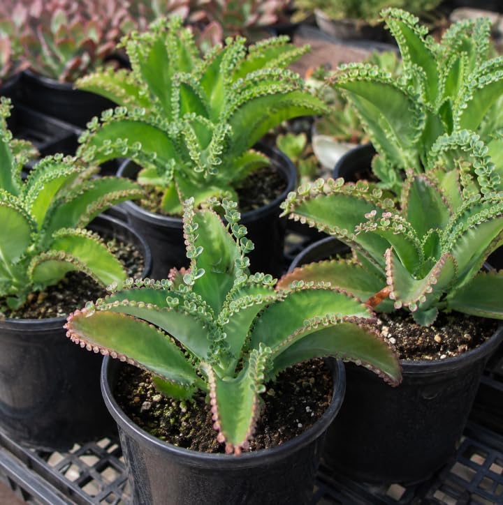 Kalanchoe Mother of Thousands Plant Live for Planting, Green Kalanchoe Succulent Plant for Indoor Outdoor in 2 Inch Pot - Image 3