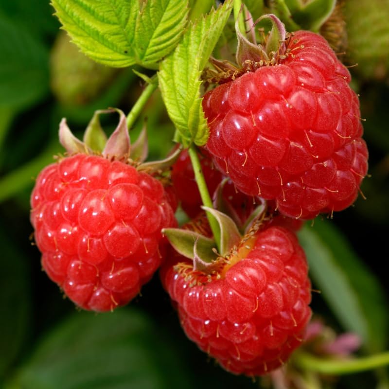 2 Caroline Red Raspberry Plants Live, Berry Fruit Tree Outdoor, 5-10" Tall - Image 6