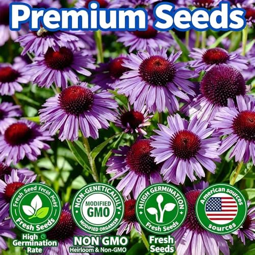 300+ Mixed Color Echinacea Seeds-Perennial Coneflower Seeds-Coneflowers Seed Non-GMO Perennials Plants, Pollinators & Cut Flowers for Garden - Image 4