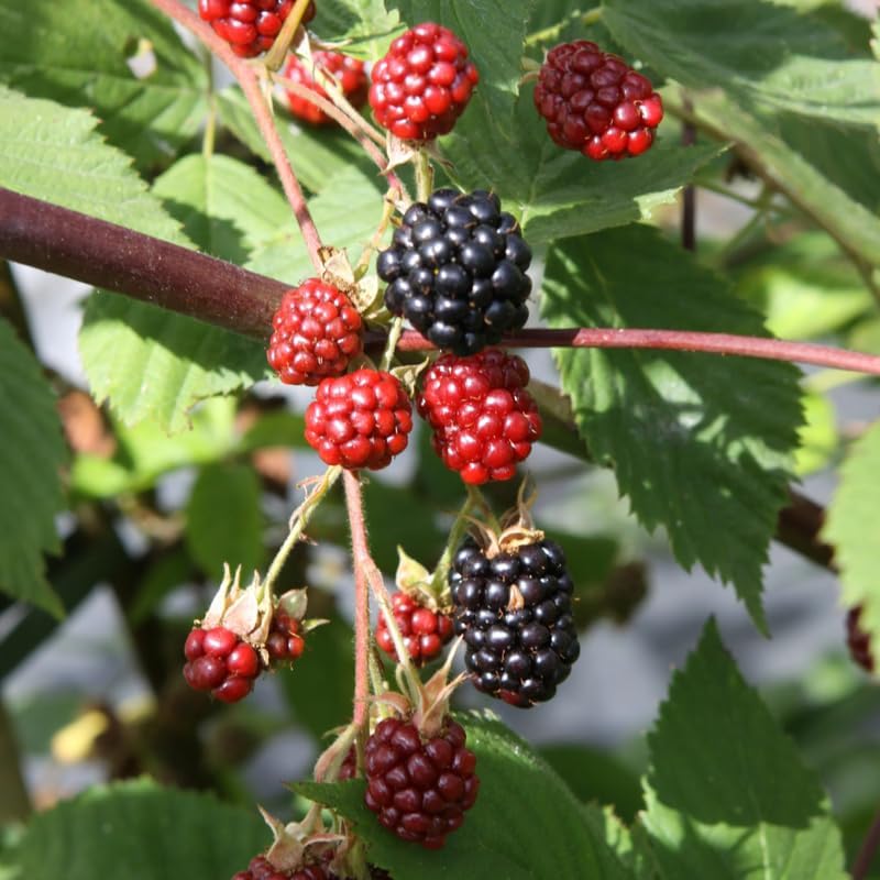 2 Thornless BlackBerry Live Plants, Berry Fruit Bush, 4-8 Inch Tall - Image 5