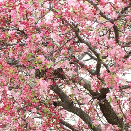 Pink Dogwood Tree Live Plant, Ornamental Tree, 6-12 Inch Tall, Quart Pot - Image 6