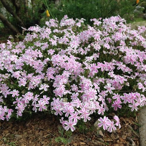 3 White Pink Creeping Phlox Plants, Perennial Ground Cover 4-6 Inches by GardenNurserySince1996