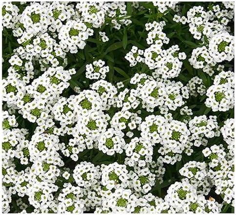 Texas & Oklahoma Wildflower Seeds Mix - Image 4