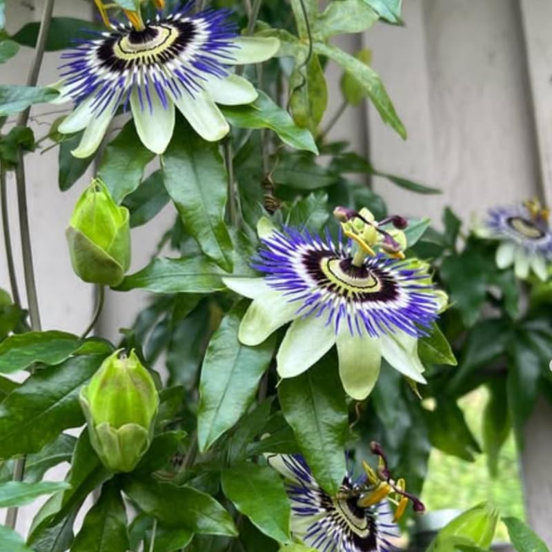 2 Blue Passion Flower Live Plants, Passiflora Vine to Grow 5-7" Tall - Image 5