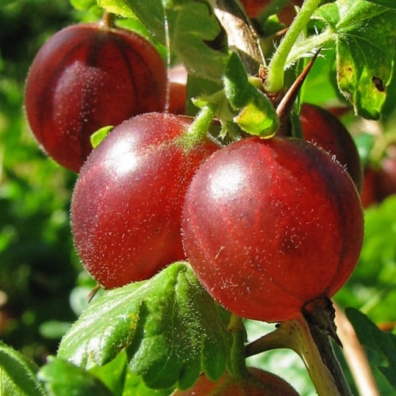 Red Gooseberry Bush Live Plant, Berry Shrub, 5-9 Inch Tall - Image 6