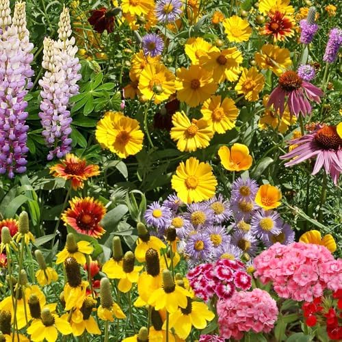 Ferry-Morse Perennial Bulk Wildflower Seeds, 200,000+, 1 lb by FerryMorse