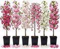 3 Live Flowering Cherry Blossom Trees Assorted Varieties - Random Okame, Double Pink, Yoshino, White Weeping, Snowgoose or Kwanzan Cherry Tree Live Plants 5-12" Tall 3" Pot by Unknown