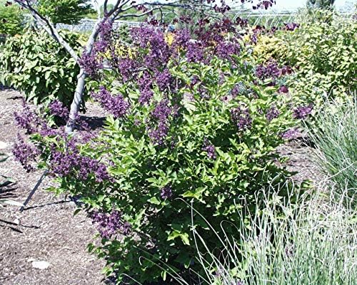 Syringa PATULA `Miss Kim` (Lilac) Shrub, 3-Size Container, Lavender Flowers - Image 3