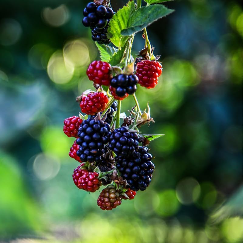BlackBerry Plants Triple Crown (4 Pack) Live for Sale | Easy to Grow Plants | Edible Fruit Plant for Sustainable Living | Grow Your own Food on Your Organic Garden | Live for Planting | - Image 2