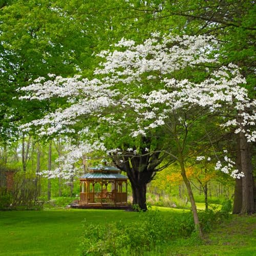 White Dogwood Tree Live Plant, Flowering Tree, 8-10 Inch Tall, Quart Pot - Image 3