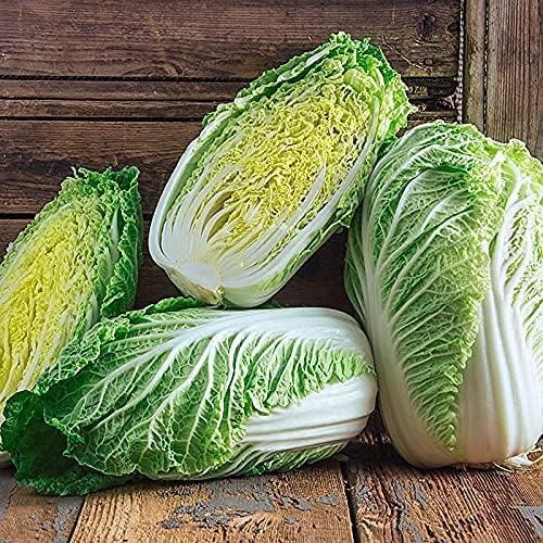 Napa Michihili Heading Cabbage Seed, 50 Count, Heirloom, Non GMO Seed Tasty Healthy Veggie by CountryCreekAcres