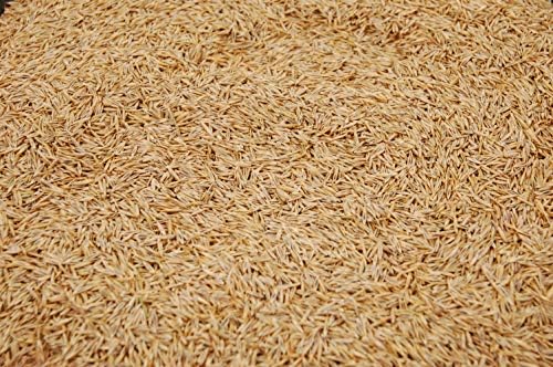 Creeping Red Fine Fescue Seed by Eretz (5lb) - Choose Size! Willamette Valley Oregon Grown, No Fillers, No Weed or Other Crop Seeds, Premium Shade Grass Seed. - Image 3