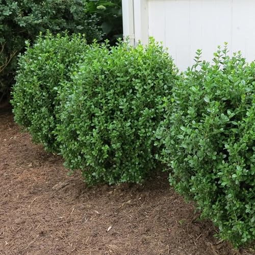 Proven Winners NewGen Freedom Boxwood (Buxus) Live Plant, 4.5" Qt - Image 4