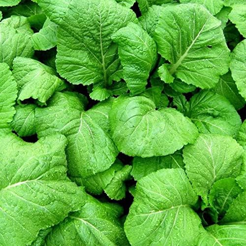 4000+ Florida Broadleaf Mustard Seeds for Planting Vegetable Seeds for Green Leaf Non-GMO Heirloom Garden Seed Small GAI Choi Cải bẹ xanh (Pack of 2) - Image 2