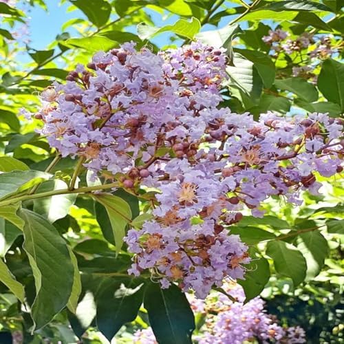 Muskogee Crape Myrtle Live Tree, 1 Gallon Potted, Lavender Flowers | Arbor Day Foundation (Due to Agricultural Laws, Unavailable to CA, AZ) - Image 3