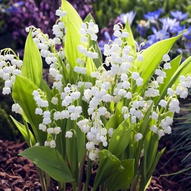 10 Lily of The Valley Roots, Shade Garden Flower Bulbs - Image 6