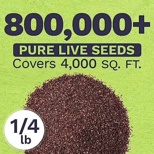 Red Poppy Seeds - Bulk 1/4 Pound Bag - Over 800,000 Wildflower Seeds - Image 3