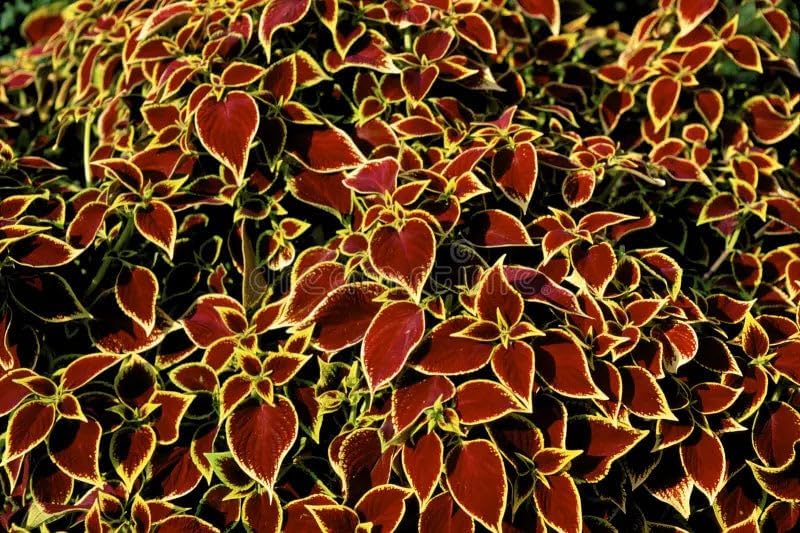 Park Seed Wizard Scarlet Coleus Seeds – Grow Your Own Vibrant Indoor or Outdoor Plants, Shade-Loving Annual, Easy to Start Indoors, Colorful Foliage for Gardens and Pots, Pack of 500 - Image 2