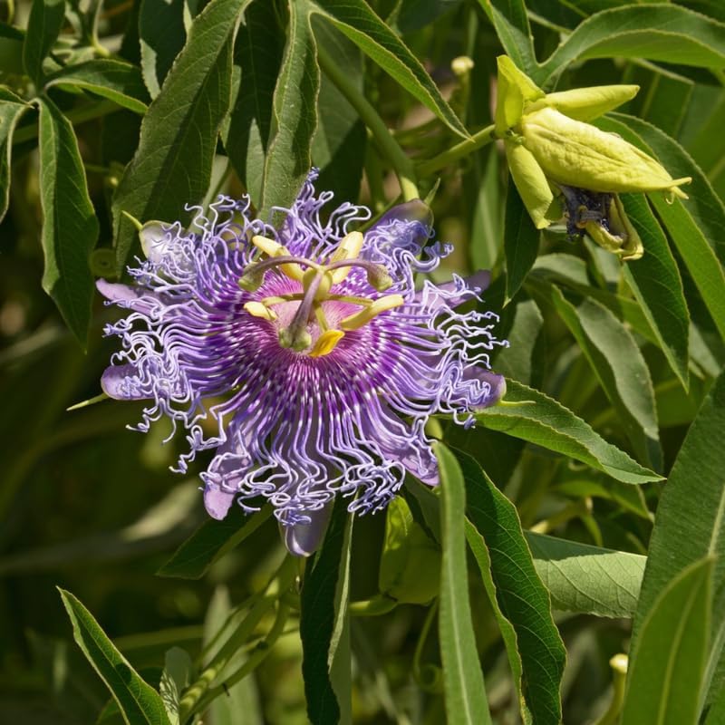 Lavender Passion Flower Live Plant, Passiflora Trellis Vine, 4-8 Inches - Image 4